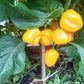Aji Jobito DER TOMATENFLÜSTERER