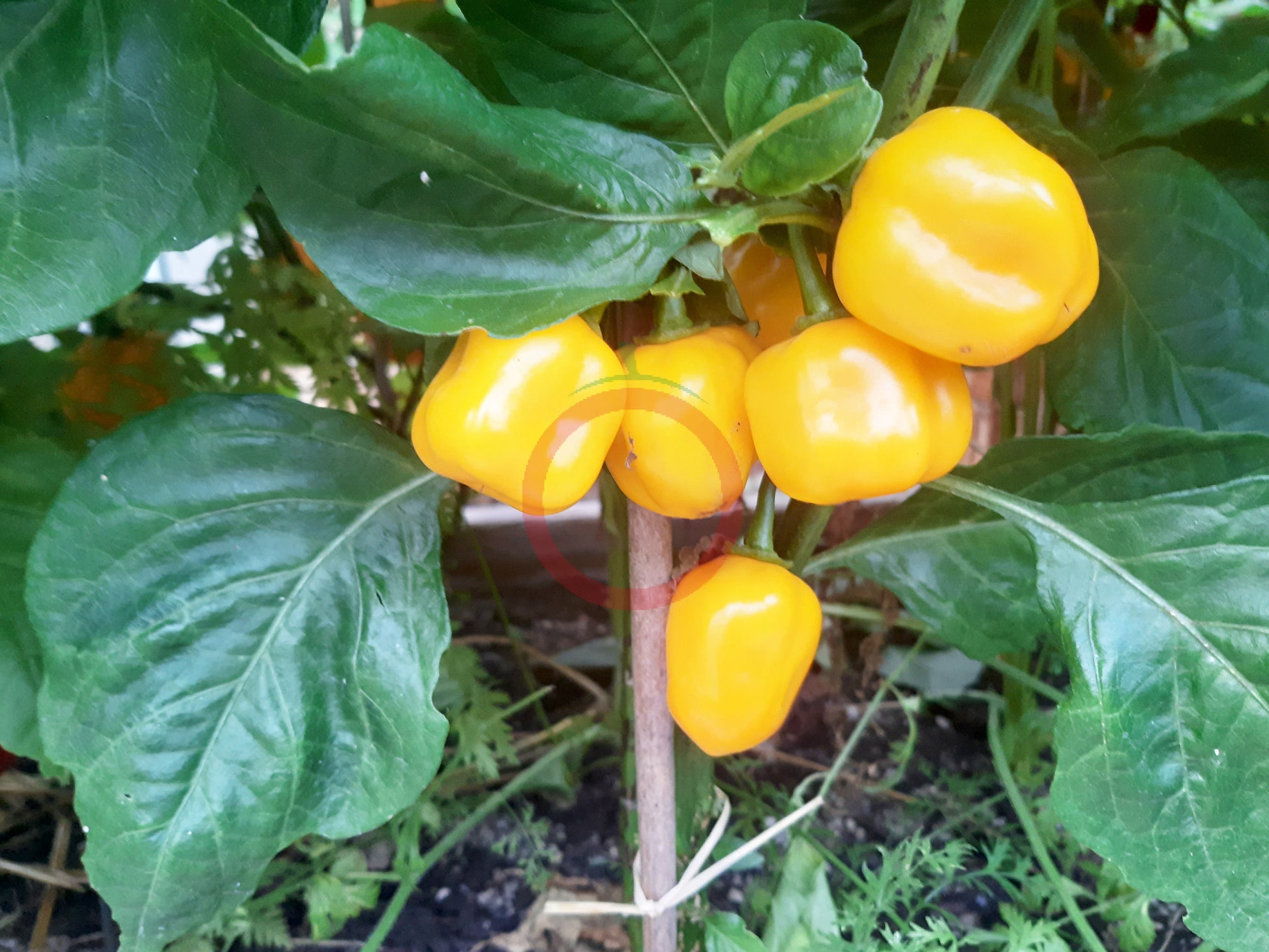 Aji Jobito DER TOMATENFLÜSTERER
