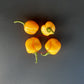 Aji Jobito DER TOMATENFLÜSTERER
