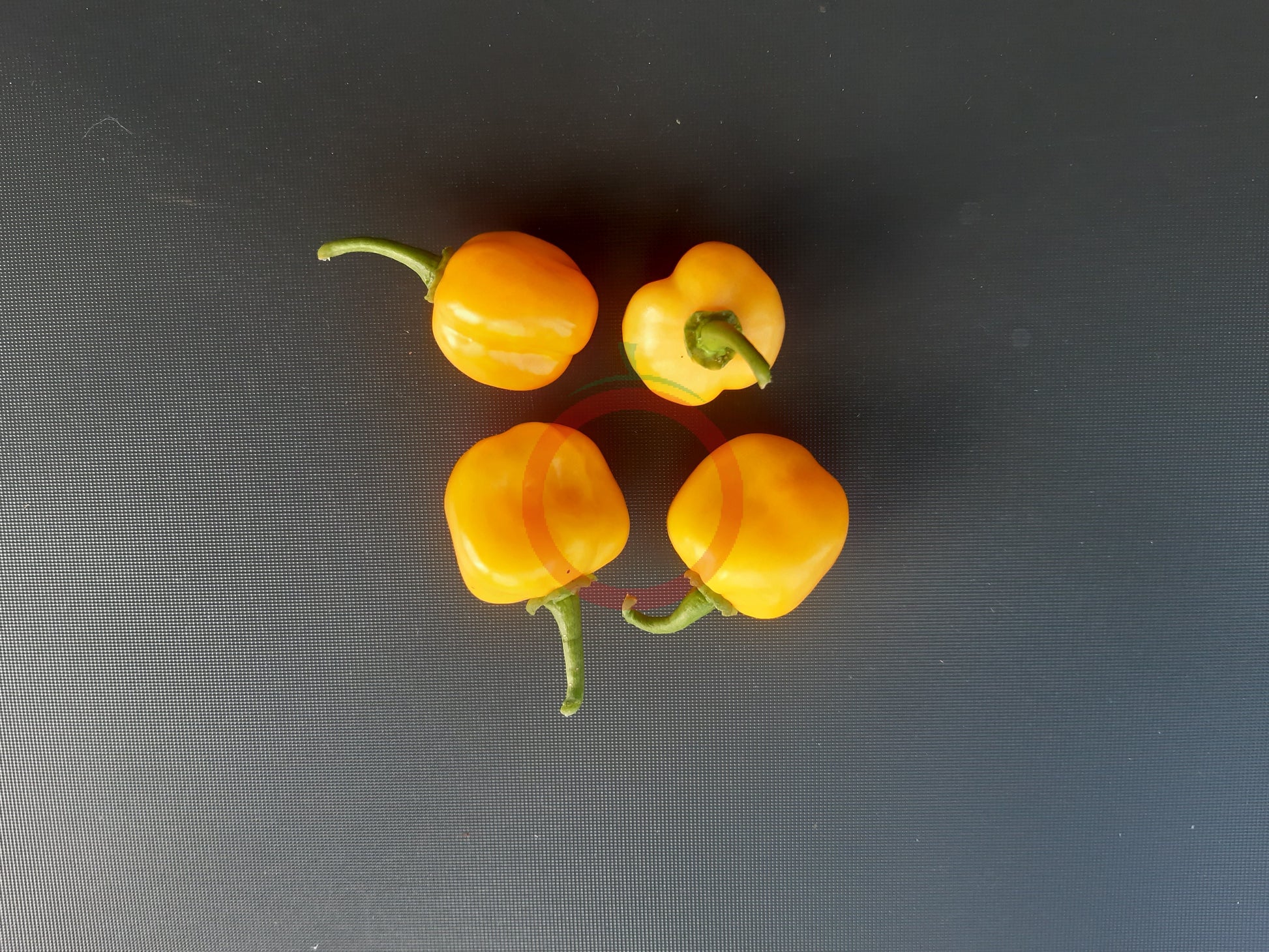Aji Jobito DER TOMATENFLÜSTERER
