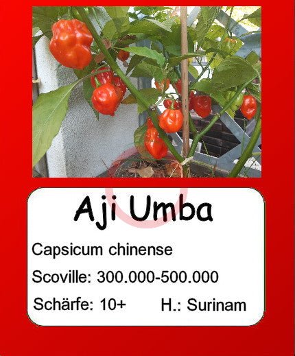 Aji Umba DER TOMATENFLÜSTERER