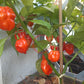 Aji Umba DER TOMATENFLÜSTERER