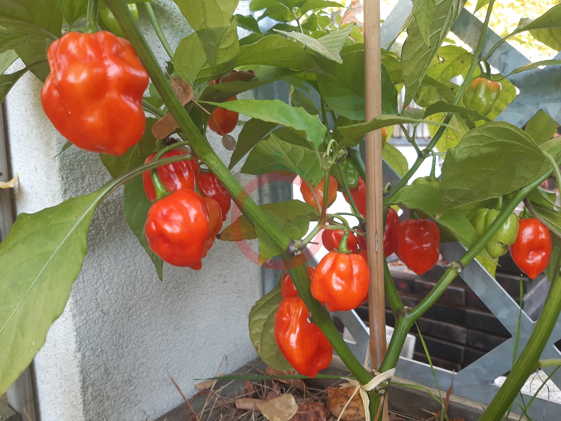 Aji Umba DER TOMATENFLÜSTERER