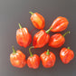 Aji Umba DER TOMATENFLÜSTERER