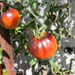 Alice Dreams DER TOMATENFLÜSTERER