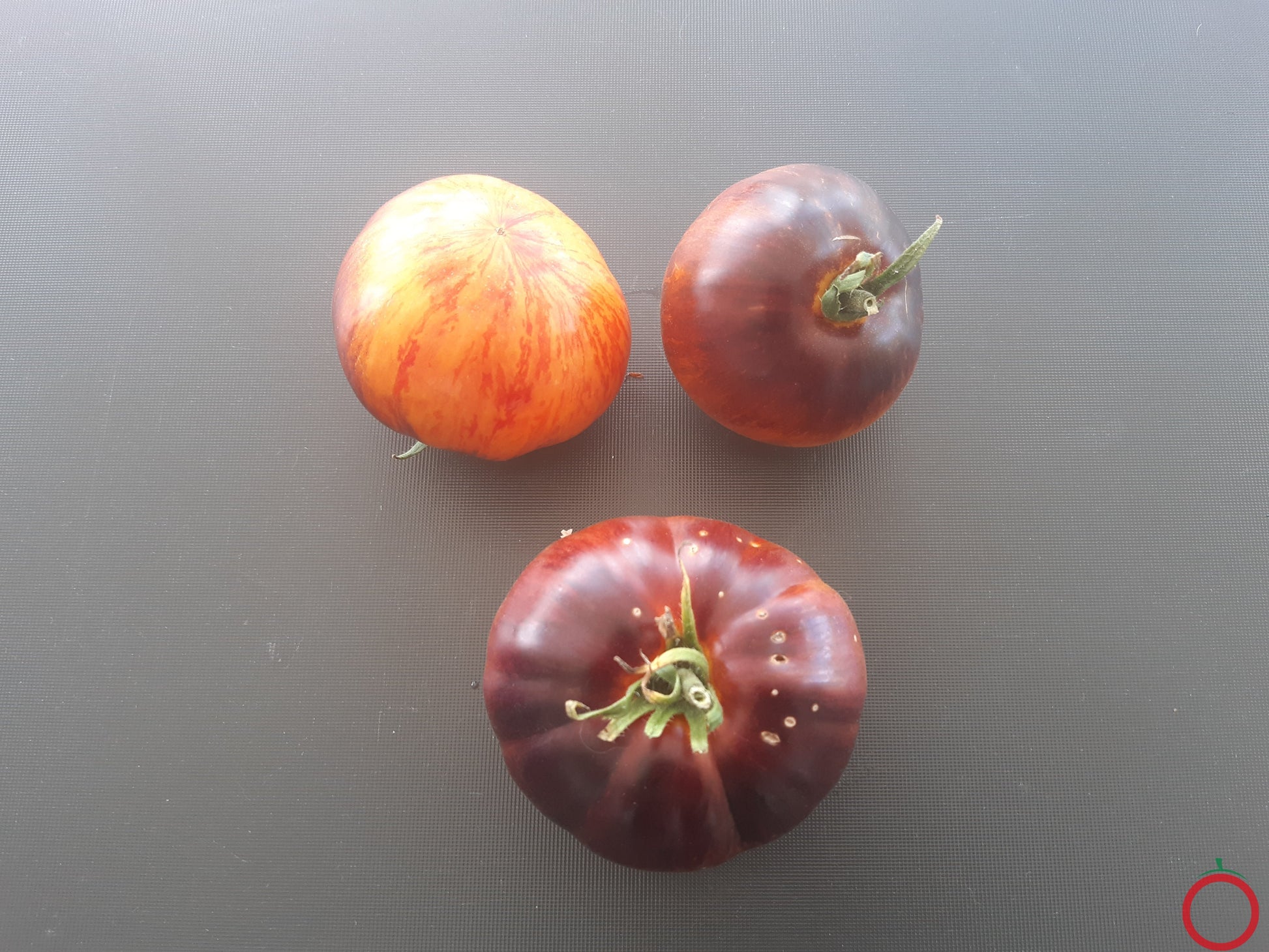 Alice Dreams DER TOMATENFLÜSTERER
