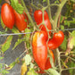 Alter Kommunist DER TOMATENFLÜSTERER