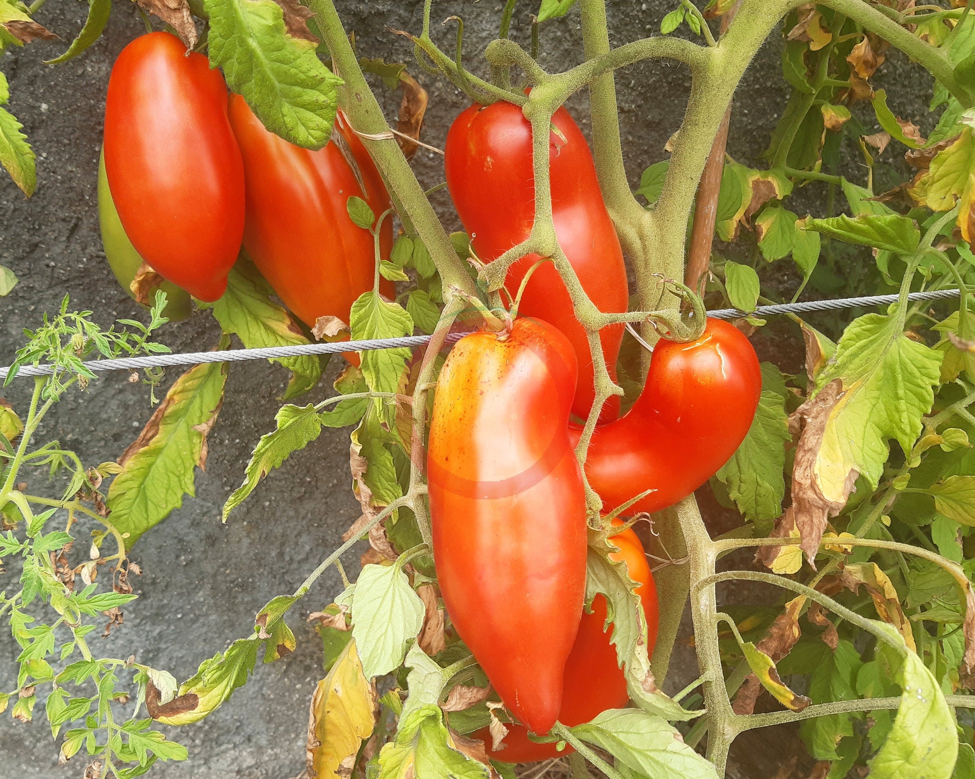 Alter Kommunist DER TOMATENFLÜSTERER