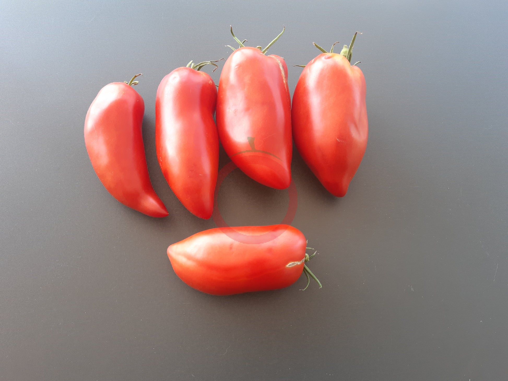 Alter Kommunist DER TOMATENFLÜSTERER