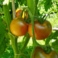 Amarillo Armadillo DER TOMATENFLÜSTERER