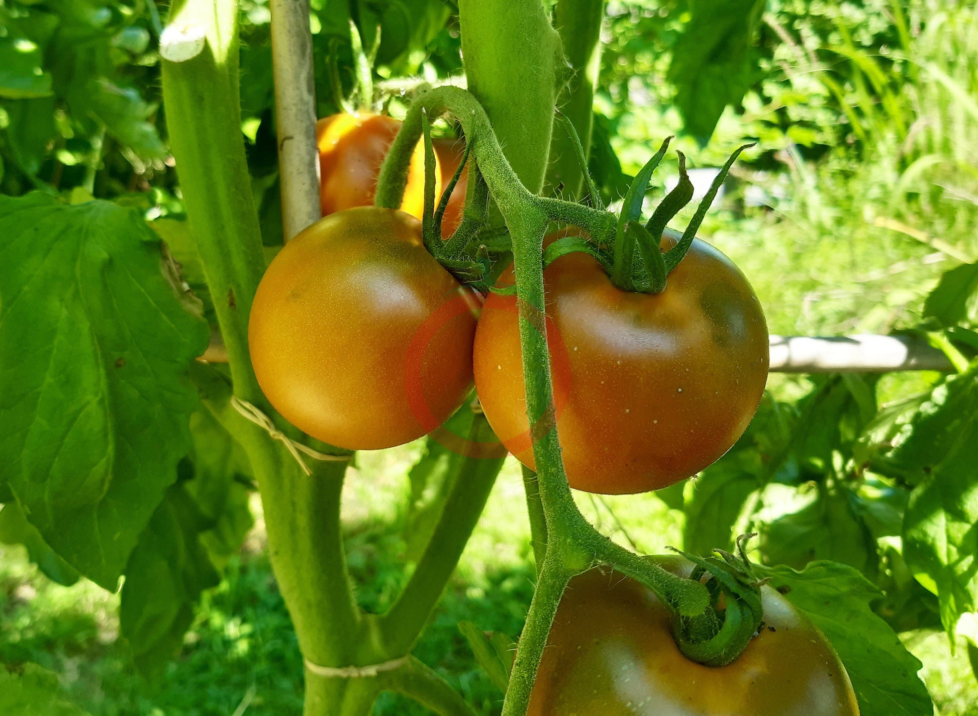 Amarillo Armadillo DER TOMATENFLÜSTERER