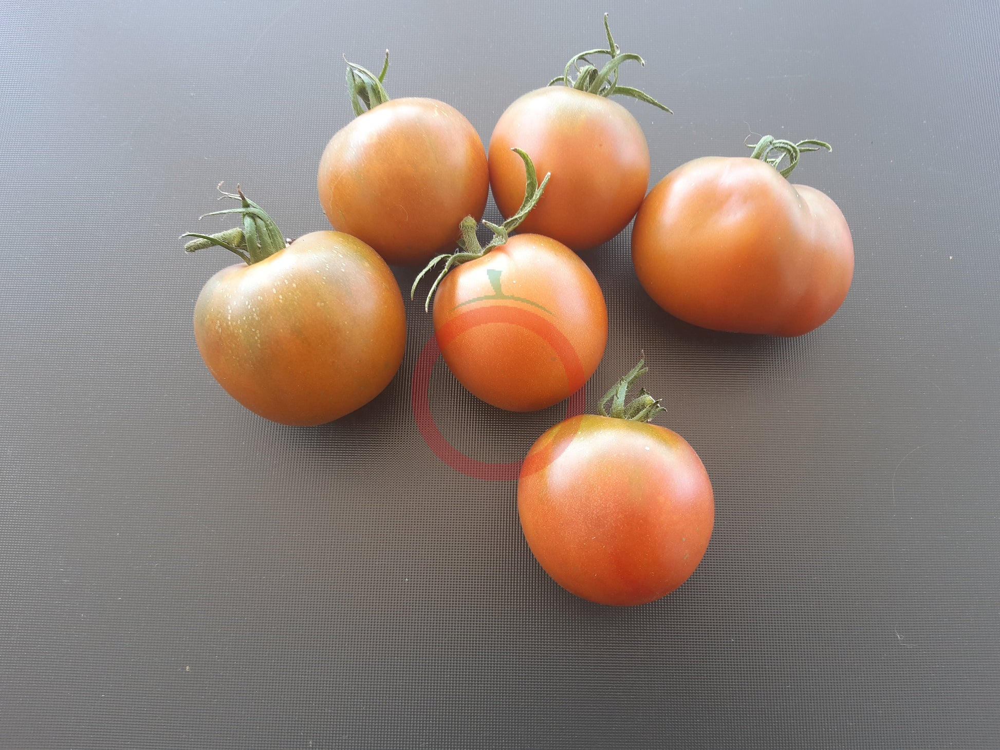 Amarillo Armadillo DER TOMATENFLÜSTERER