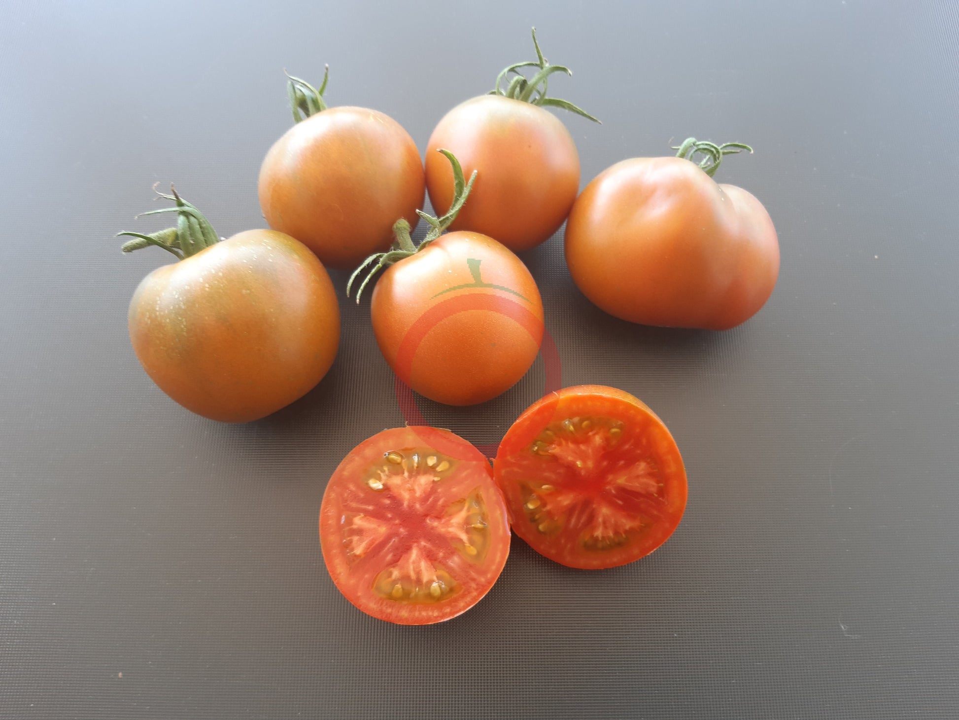 Amarillo Armadillo DER TOMATENFLÜSTERER