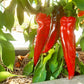 Anaheim DER TOMATENFLÜSTERER