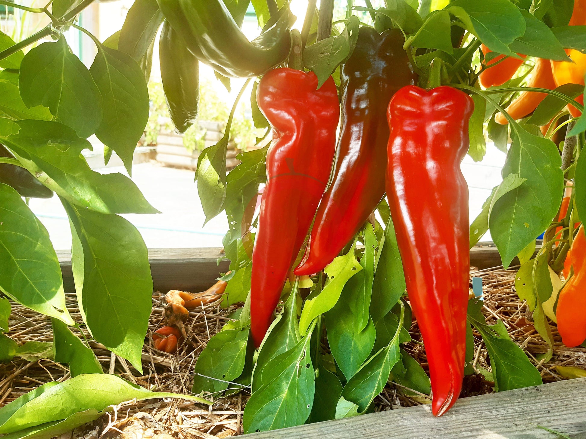 Anaheim DER TOMATENFLÜSTERER