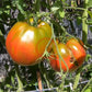 Ananasnoe Serdze DER TOMATENFLÜSTERER