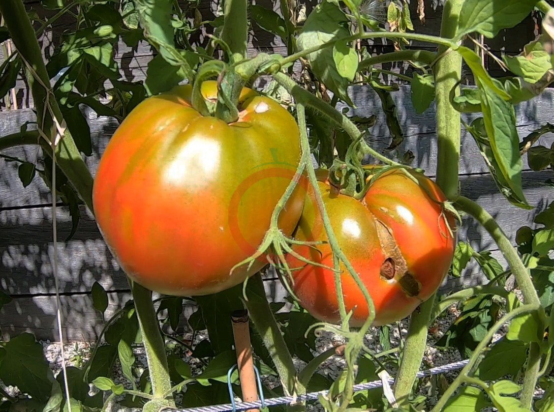 Ananasnoe Serdze DER TOMATENFLÜSTERER