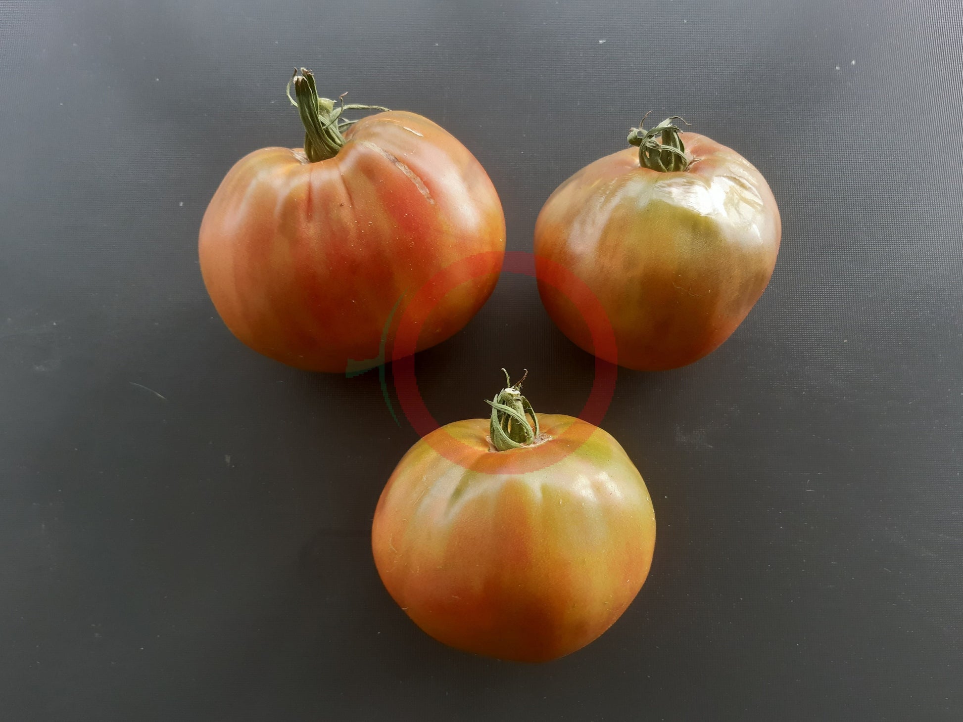 Ananasnoe Serdze DER TOMATENFLÜSTERER