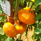 Anawine DER TOMATENFLÜSTERER
