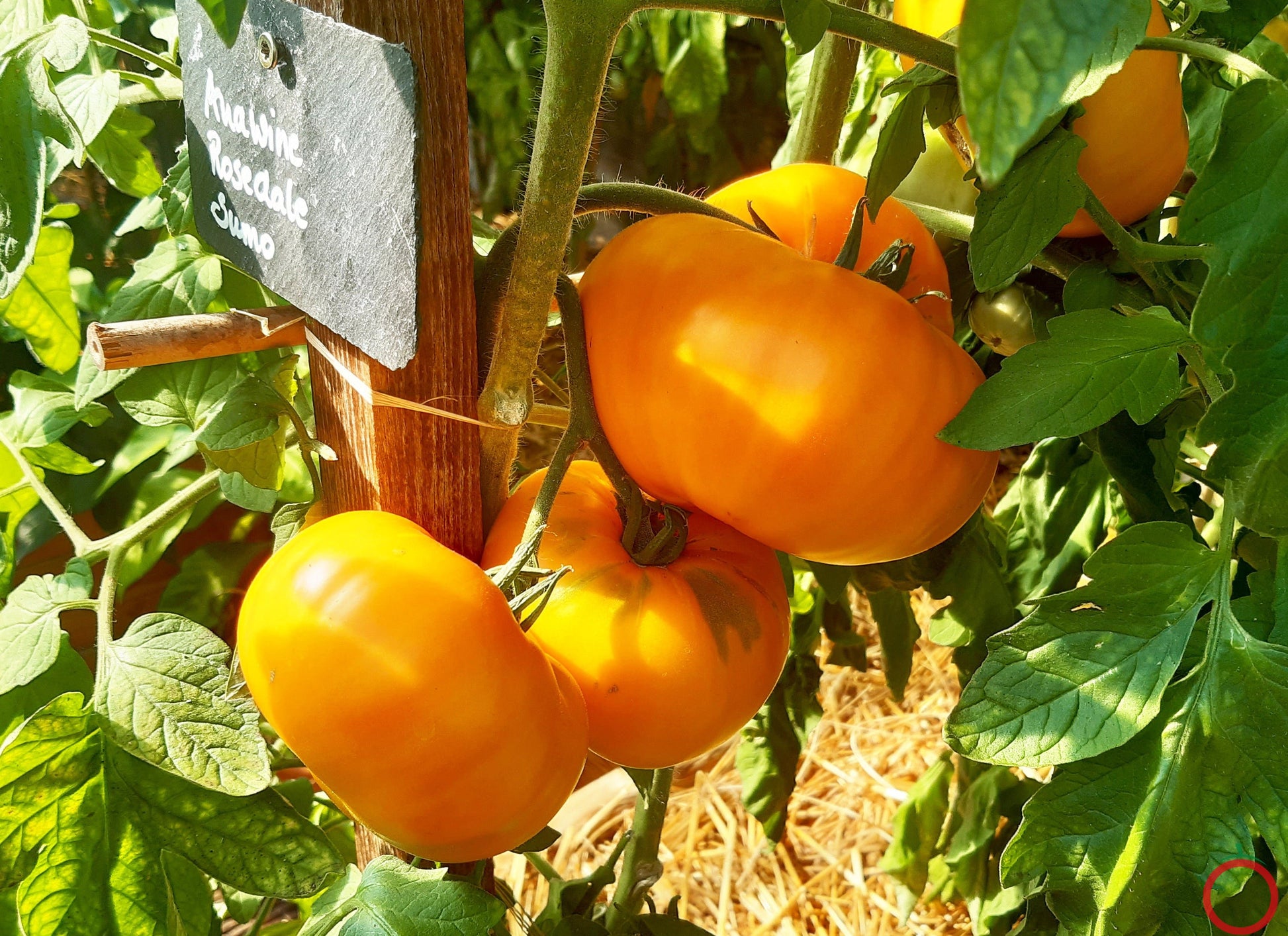 Anawine DER TOMATENFLÜSTERER