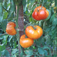 Anawine DER TOMATENFLÜSTERER