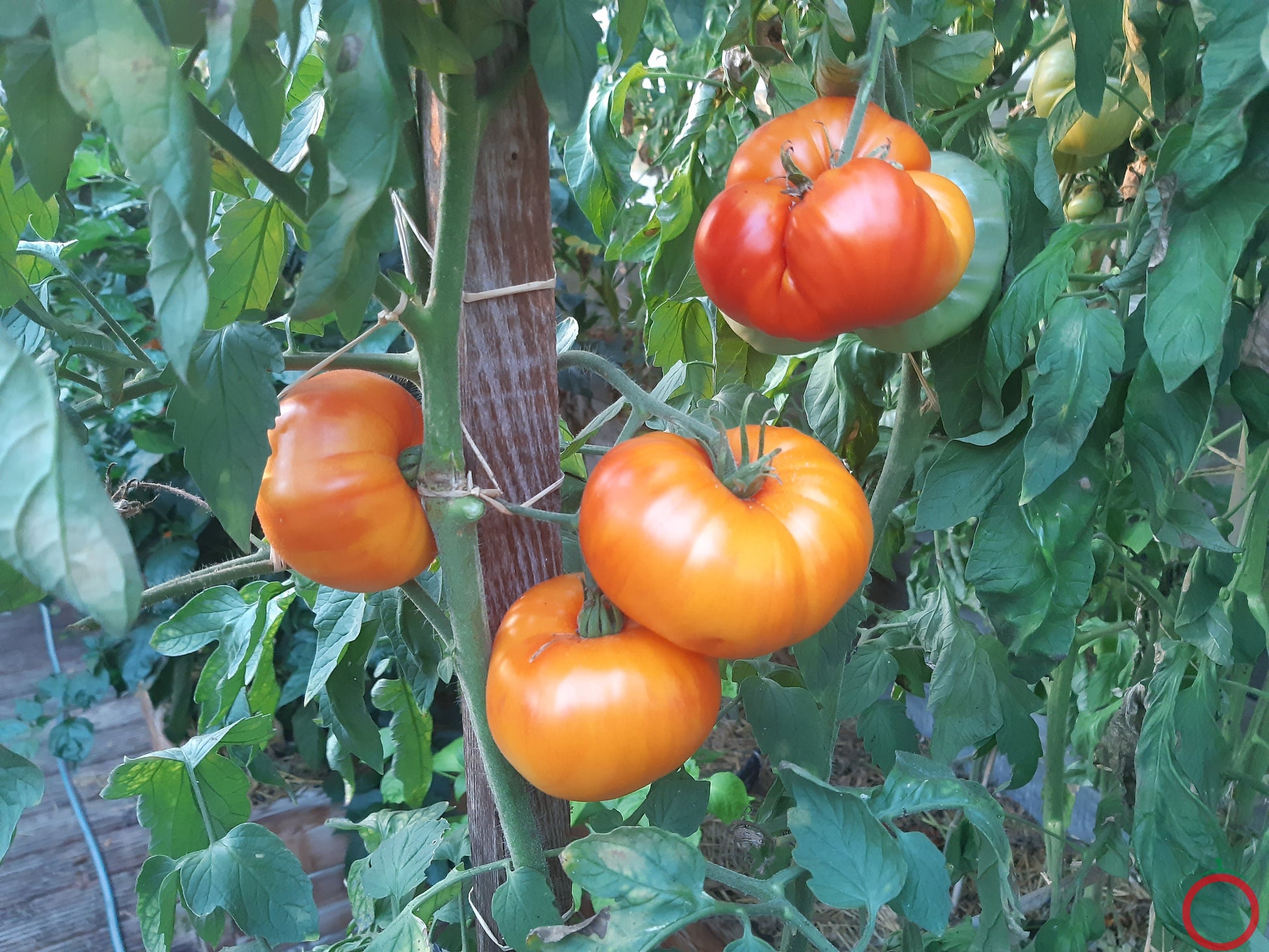 Anawine DER TOMATENFLÜSTERER