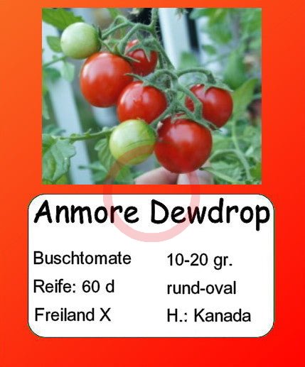Anmore Dewdrop DER TOMATENFLÜSTERER