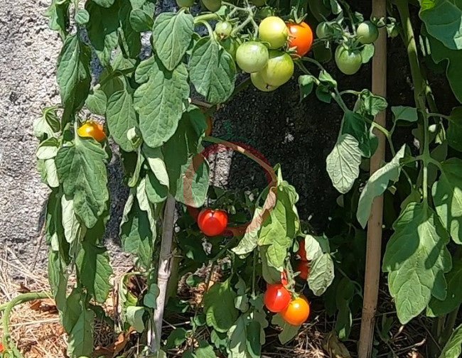 Anmore Dewdrop DER TOMATENFLÜSTERER
