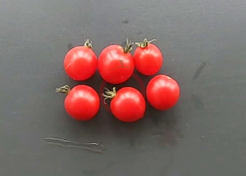 Anmore Dewdrop DER TOMATENFLÜSTERER