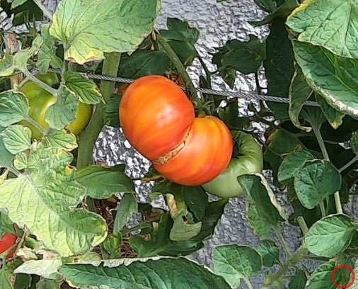 Anna Meyer DER TOMATENFLÜSTERER