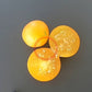 Ansof´s Gule DER TOMATENFLÜSTERER