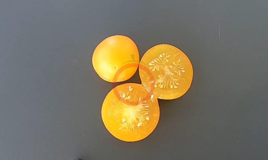 Ansof´s Gule DER TOMATENFLÜSTERER