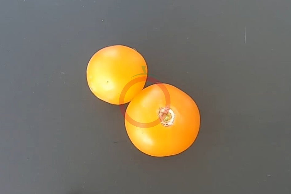 Ansof´s Gule DER TOMATENFLÜSTERER