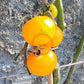 Ansof´s Gule DER TOMATENFLÜSTERER