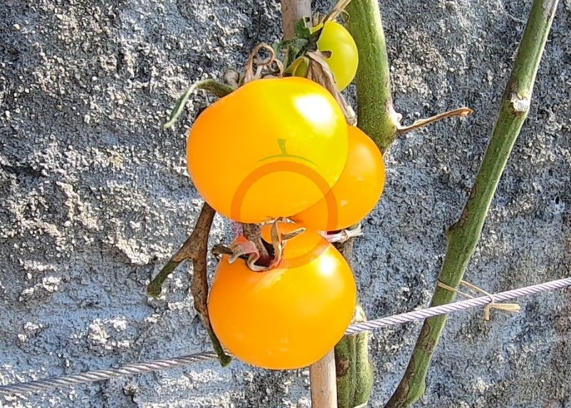 Ansof´s Gule DER TOMATENFLÜSTERER