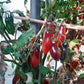 Antho Pink Panther DER TOMATENFLÜSTERER