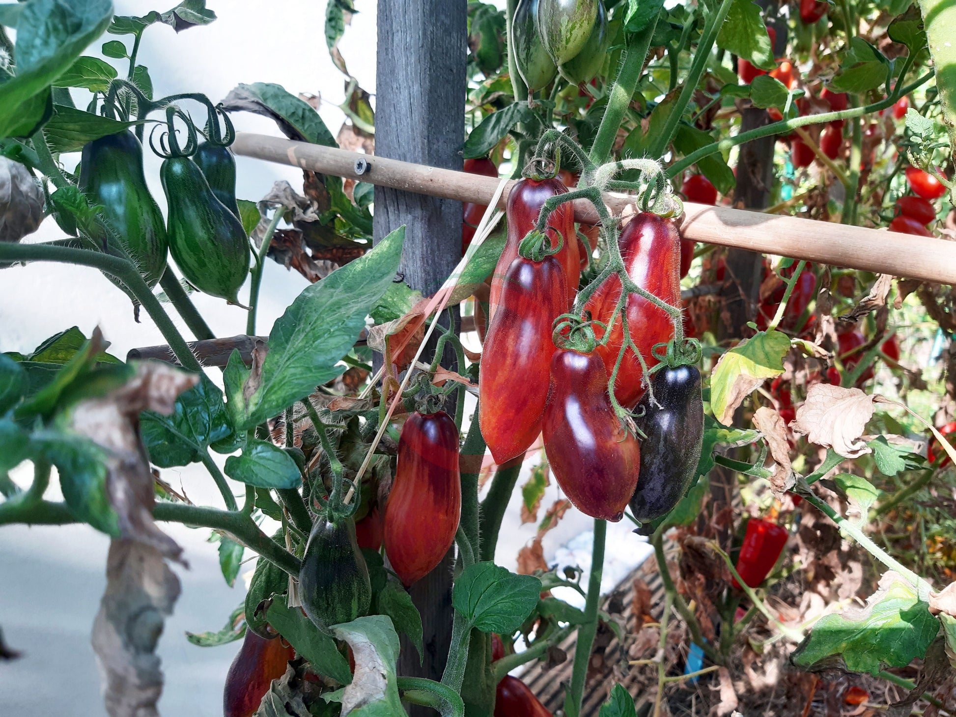 Antho Pink Panther DER TOMATENFLÜSTERER