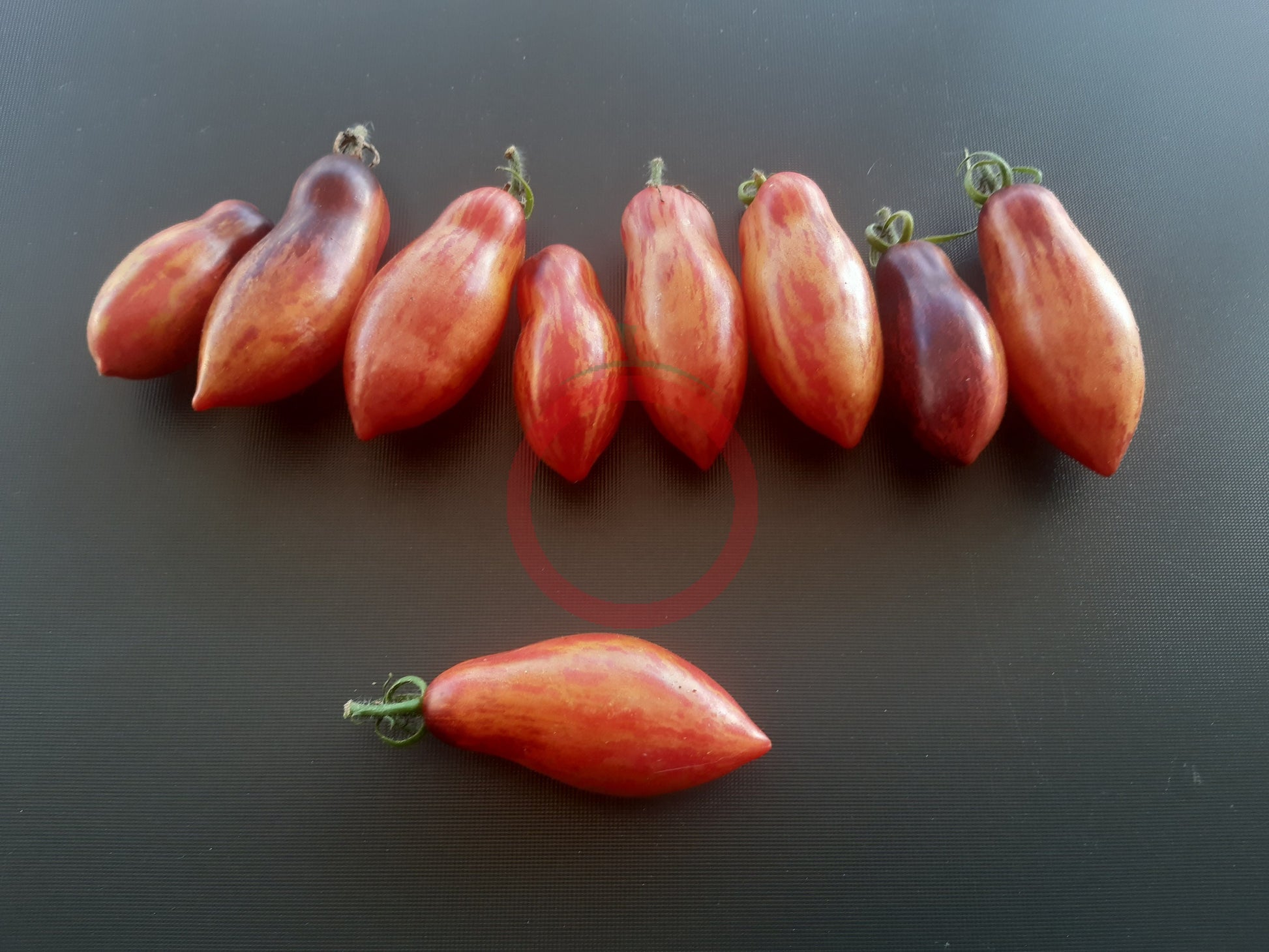 Antho Pink Panther DER TOMATENFLÜSTERER