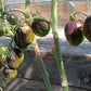Atomic Fusion DER TOMATENFLÜSTERER