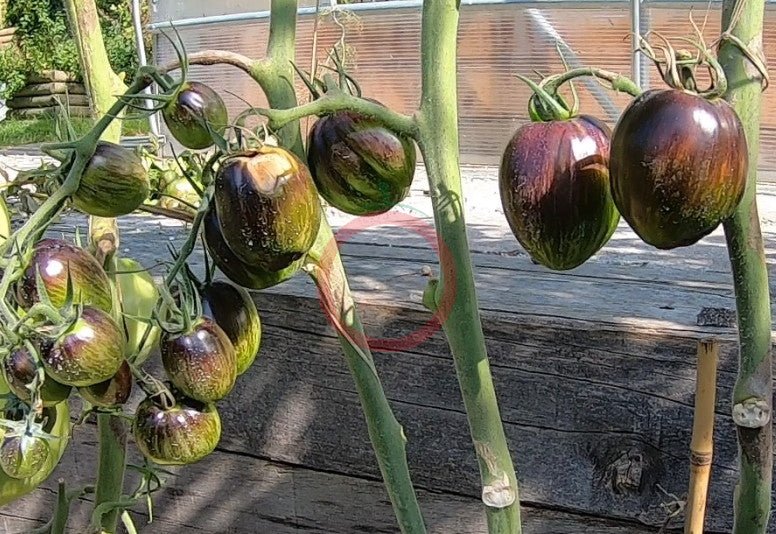Atomic Fusion DER TOMATENFLÜSTERER