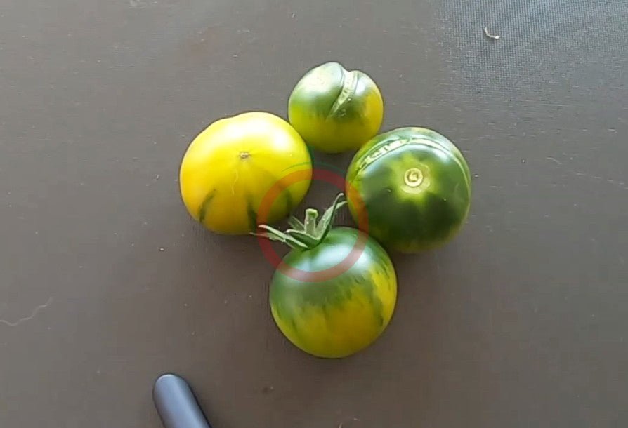 Aunt rubys german green cherry DER TOMATENFLÜSTERER