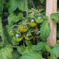Aunt rubys german green cherry DER TOMATENFLÜSTERER