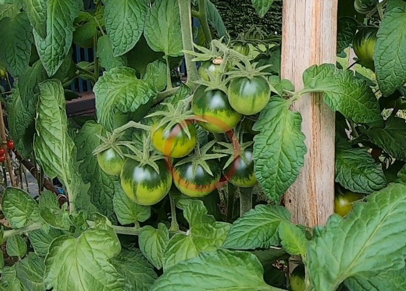 Aunt rubys german green cherry DER TOMATENFLÜSTERER