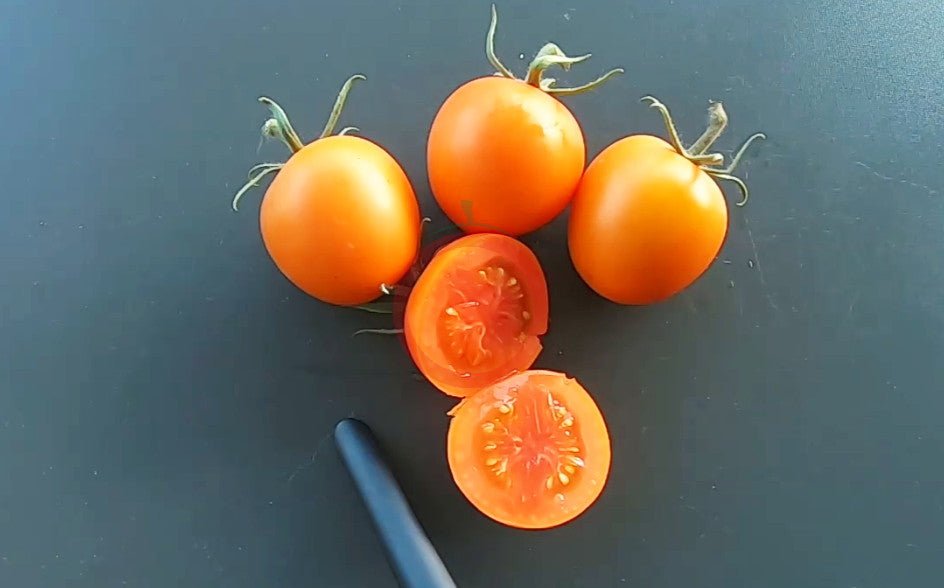 Auriga DER TOMATENFLÜSTERER
