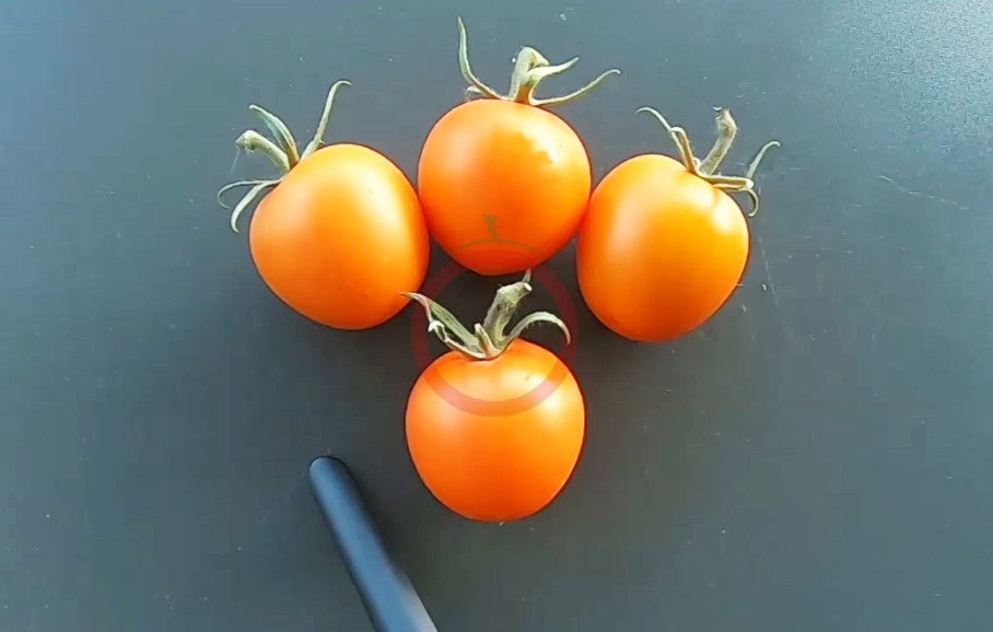 Auriga DER TOMATENFLÜSTERER