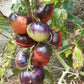 Aurora Blue DER TOMATENFLÜSTERER