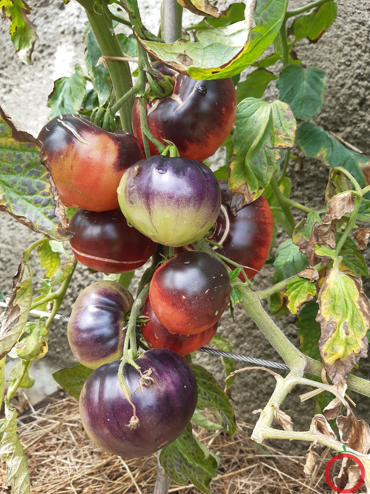 Aurora Blue DER TOMATENFLÜSTERER