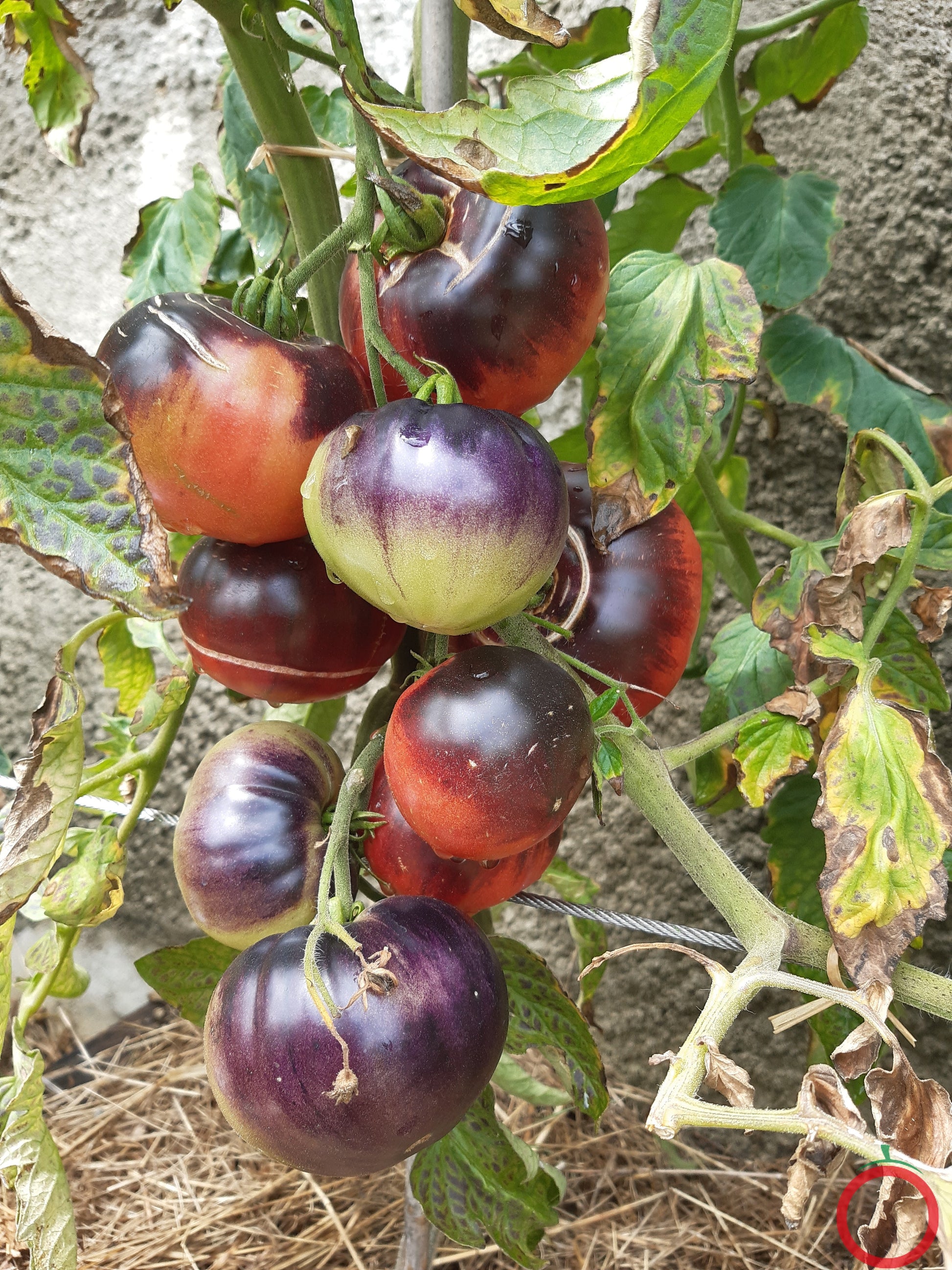 Aurora Blue DER TOMATENFLÜSTERER