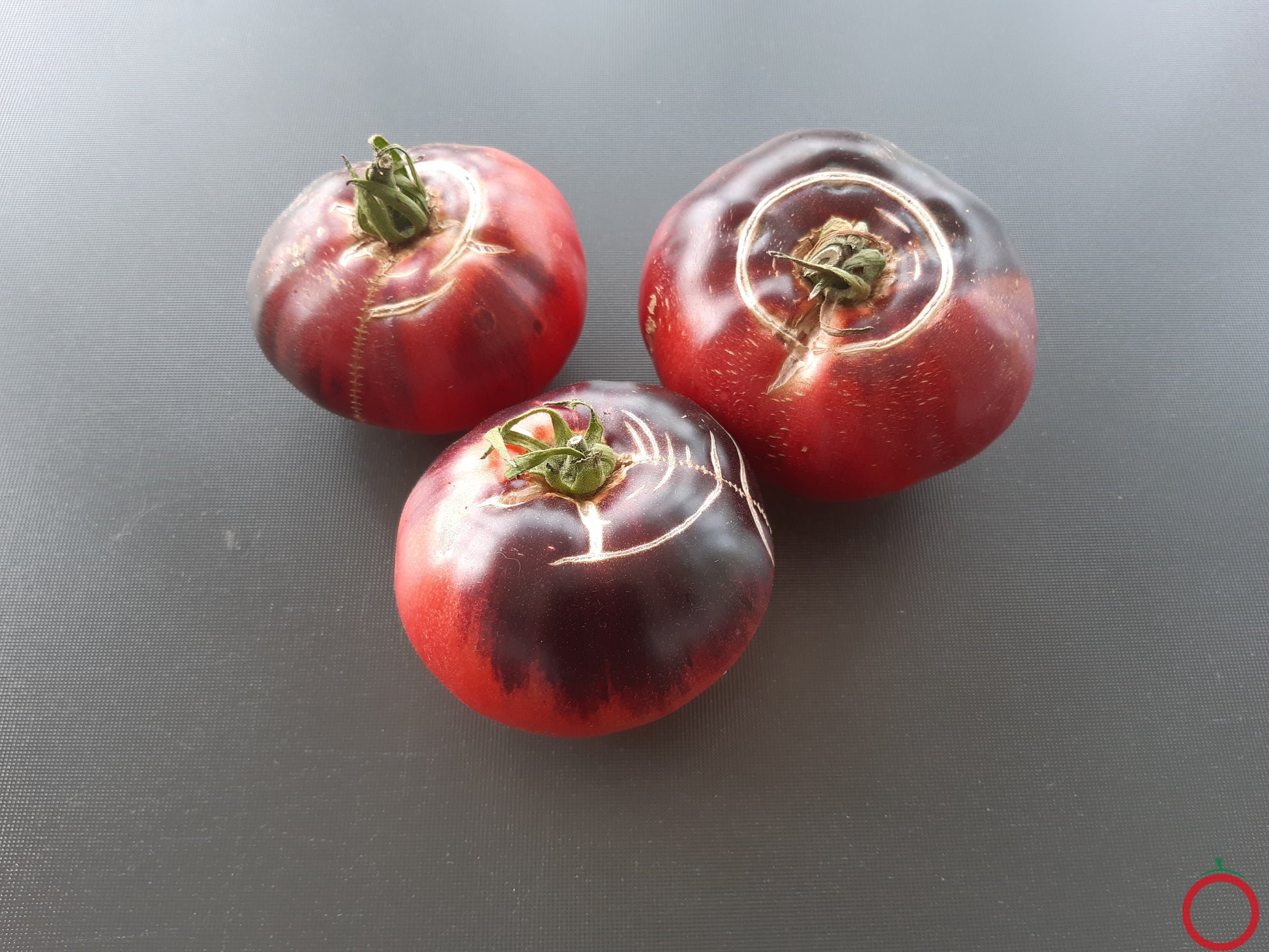 Aurora Blue DER TOMATENFLÜSTERER