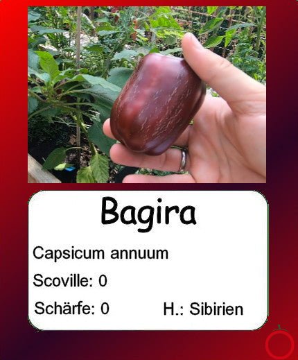 Bagira DER TOMATENFLÜSTERER